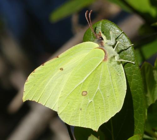 Gonepteryx rhamni